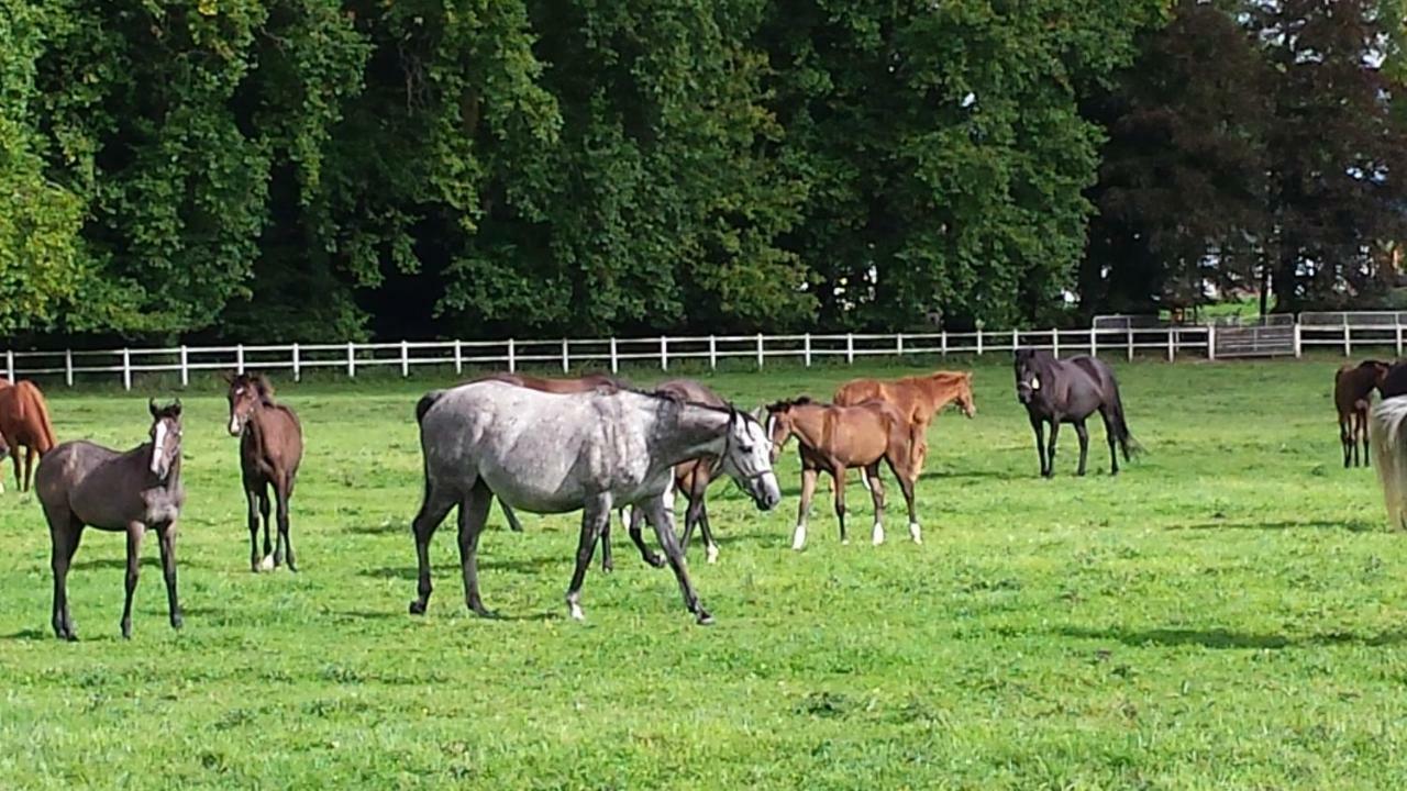 Gites De La Maison Du Haras Beuvron-en-Auge Dış mekan fotoğraf